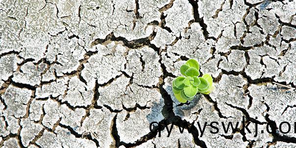 未使用生物有機肥