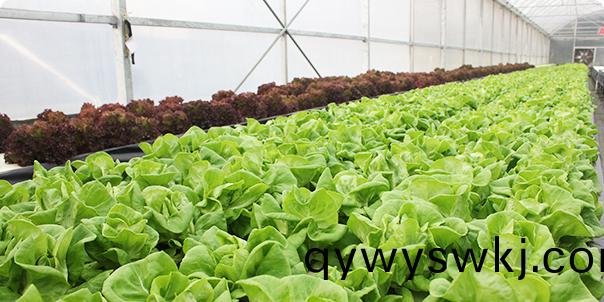 使用生物有機肥