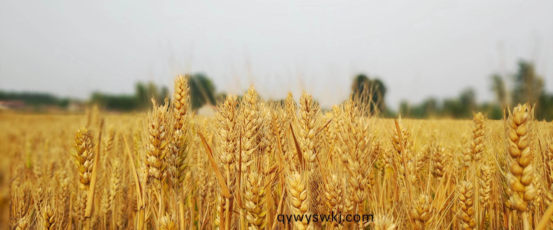 富含多種微生物優勢