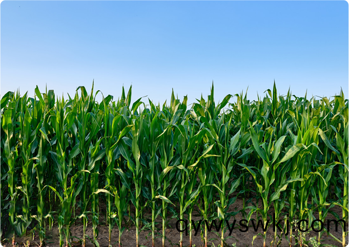 玉米種植