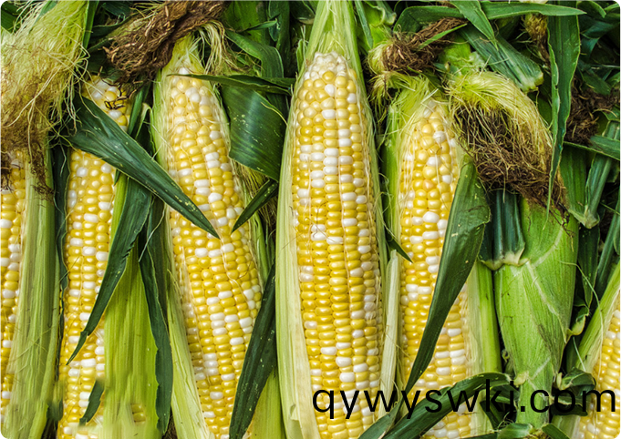 玉米種植