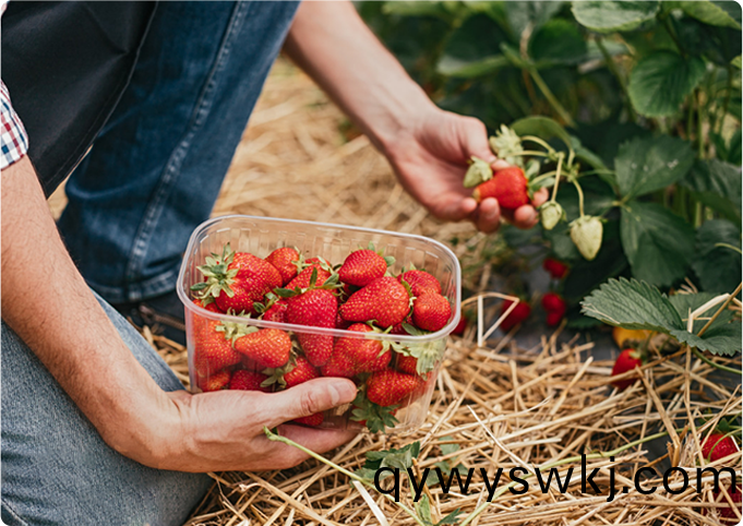草莓種植
